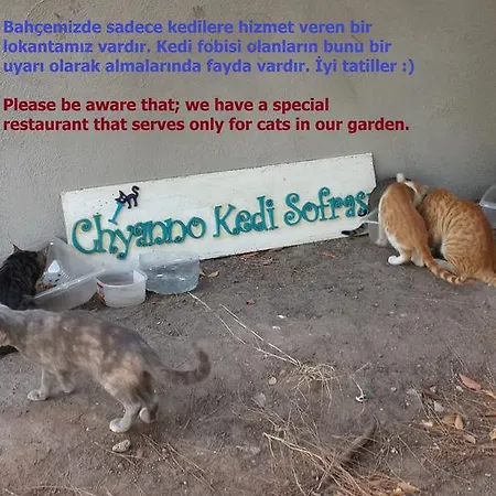 Chiyanno's בית אירוח *