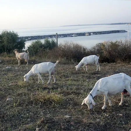 Chiyanno's בית אירוח